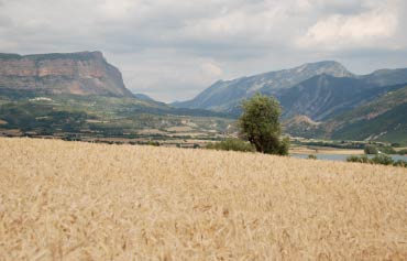 pyrenees plains